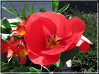 foto Tulipani